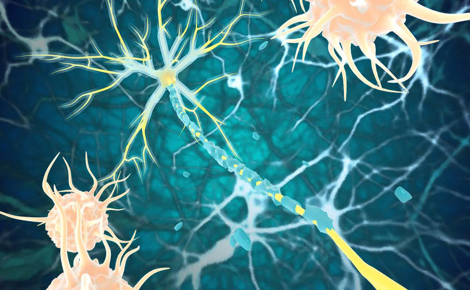 An illustration of the central nervous system